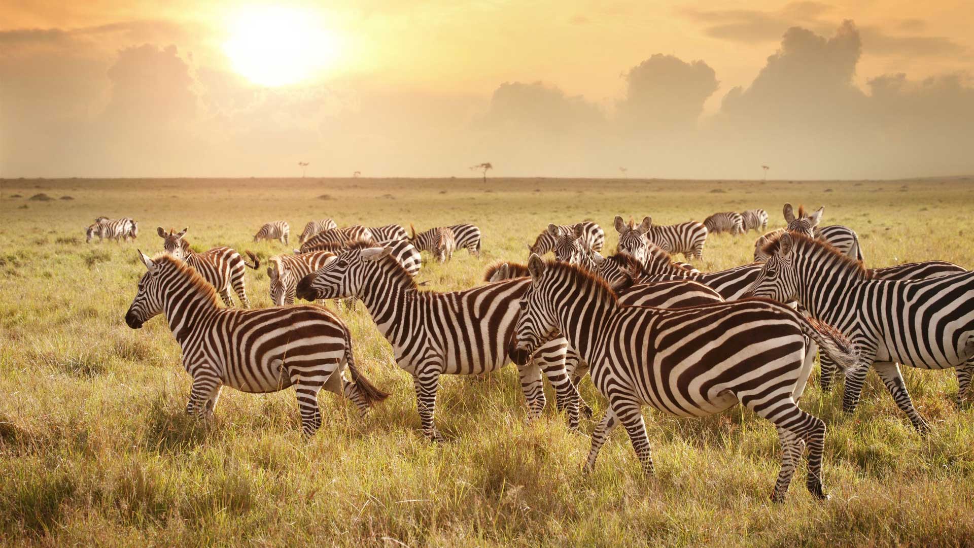 Zebra-in-the-serengeti